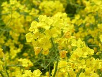 菜の花