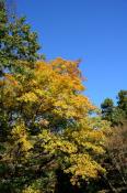 DSC_3722-20161105-512