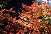 DSC_3813-20161105-512