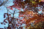 DSC_3866-20161105-512