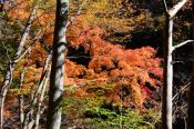 DSC_3870-20161105-512