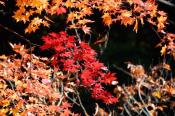 DSC_3872-20161105-512