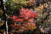 DSC_3901-20161105-512