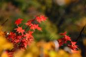 DSC_3905-20161105-512