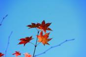 DSC_3918-20161105-512