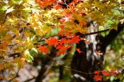 DSC_3922-20161105-512