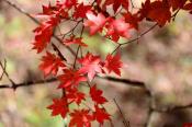 DSC_3926-20161105-512
