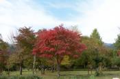 DSC_1247-20131103-512