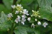 DSC_0374-20100403-512
