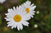 DSC_0120-20100522-512