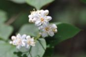 DSC_0132-20100522-512