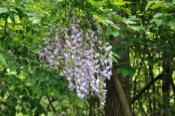 DSC_0220-20100522-512
