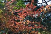 DSC_3026-20111113-512
