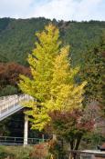 DSC_3109-20111113-512