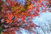 DSC_0931-20101211-512