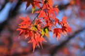DSC_0933-20101211-512