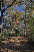 DSC_0956-20101211-512