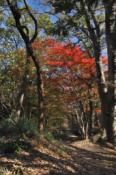 DSC_1006-20101211-512