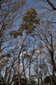 DSC_1011-20101211-512
