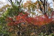 DSC_1019-20101211-512