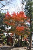 DSC_1037-20101211-512