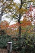 DSC_1499-20101010-512