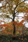 DSC_1500-20101010-512