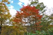 DSC_1506-20101010-512