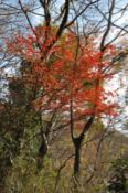 DSC_0198-20101217-512