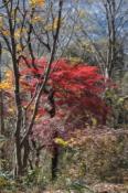 DSC_0203-20101217-512