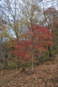 DSC_0278-20101217-512