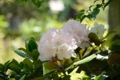 DSC_0391-20130506-512