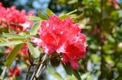 DSC_0416-20130506-512