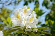DSC_0418-20130506-512