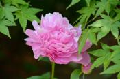 DSC_0425-20130506-512