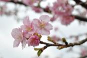 DSC_0213-20100221-512
