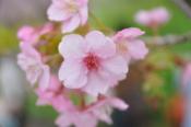 DSC_0238-20100221-384