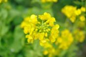 DSC_0244-20100221-512