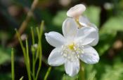 DSC_1683-20110429-512