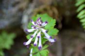 DSC_1686-20110429-512