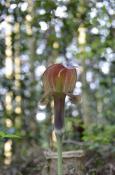 DSC_1706-20110429-512