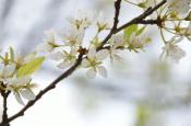 DSC_1741-20110429-512