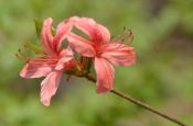DSC_1779-20110429-512