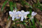 DSC_0006-20100509-512