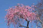 DSC_1529-20110424-512