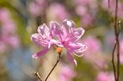 DSC_1551-20110424-512