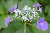DSC_2430-20110625-512