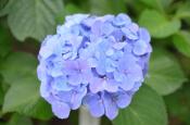 DSC_2431-20110625-512