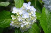 DSC_2432-20110625-512