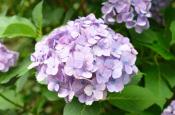 DSC_2441-20110625-512